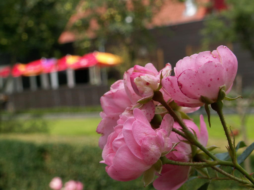 Buitenplaats Gerner Dalfsen Exterior photo